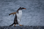 Pingwin Gentoo