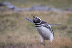 Pingwin Magellański