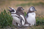 Pingwiny Magellańskie