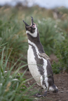 Pingwin Magellański