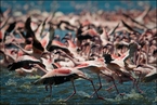 Flamingi na jeziorze Bogoria