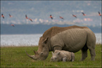 Nosorożec z młodym