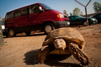 Żółw u srzedawcy samochodów