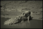 Krokodyl i Gnu