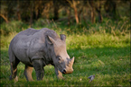 Młody nosorożec