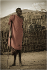 Starzec Samburu