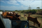 Krowy na drodze