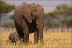 Słoń z młodym