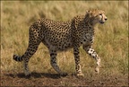 Ciężarna samica geparda