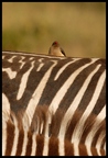 Zebra i ptaki #3