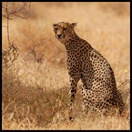 Gepard #1