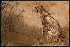Gepard #6