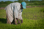 Plantacja ryżu