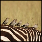 Zebra i ptaki #1