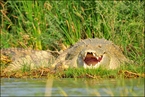 Krokodyl #3