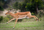 Impala w biegu