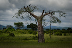 Baobab i marabuty