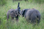 Młode słonie