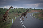 Żyrafy na drodze