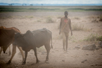 Wypas krów w Amboseli