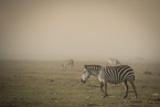 Zebra podczas burzy piaskowej