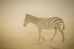 Zebra podczas burzy piaskowej