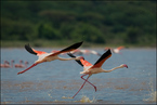 Flamingi na jeziorze Bogoria