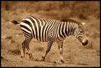 Zebra #23