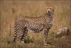 Ciężarna samica geparda