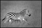 Zebra #21